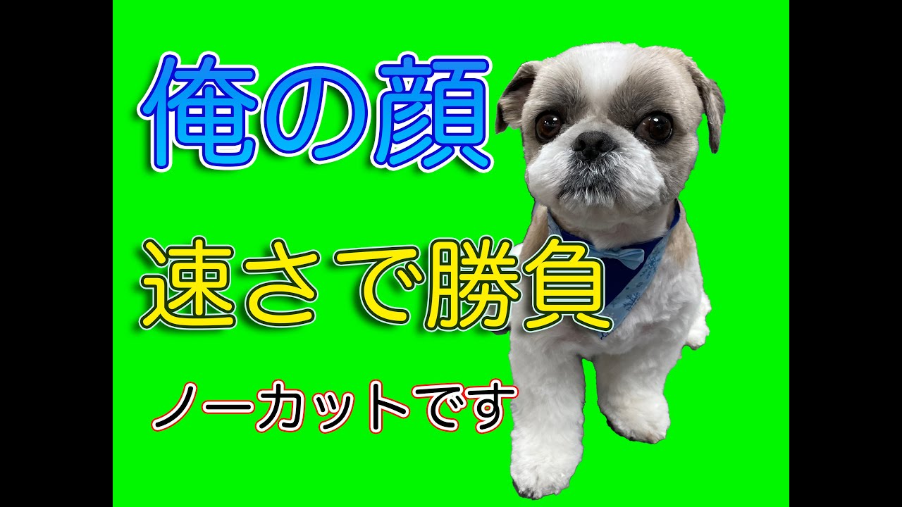 #130【シーズーの顔】速さ優先・バリカン仕上げ