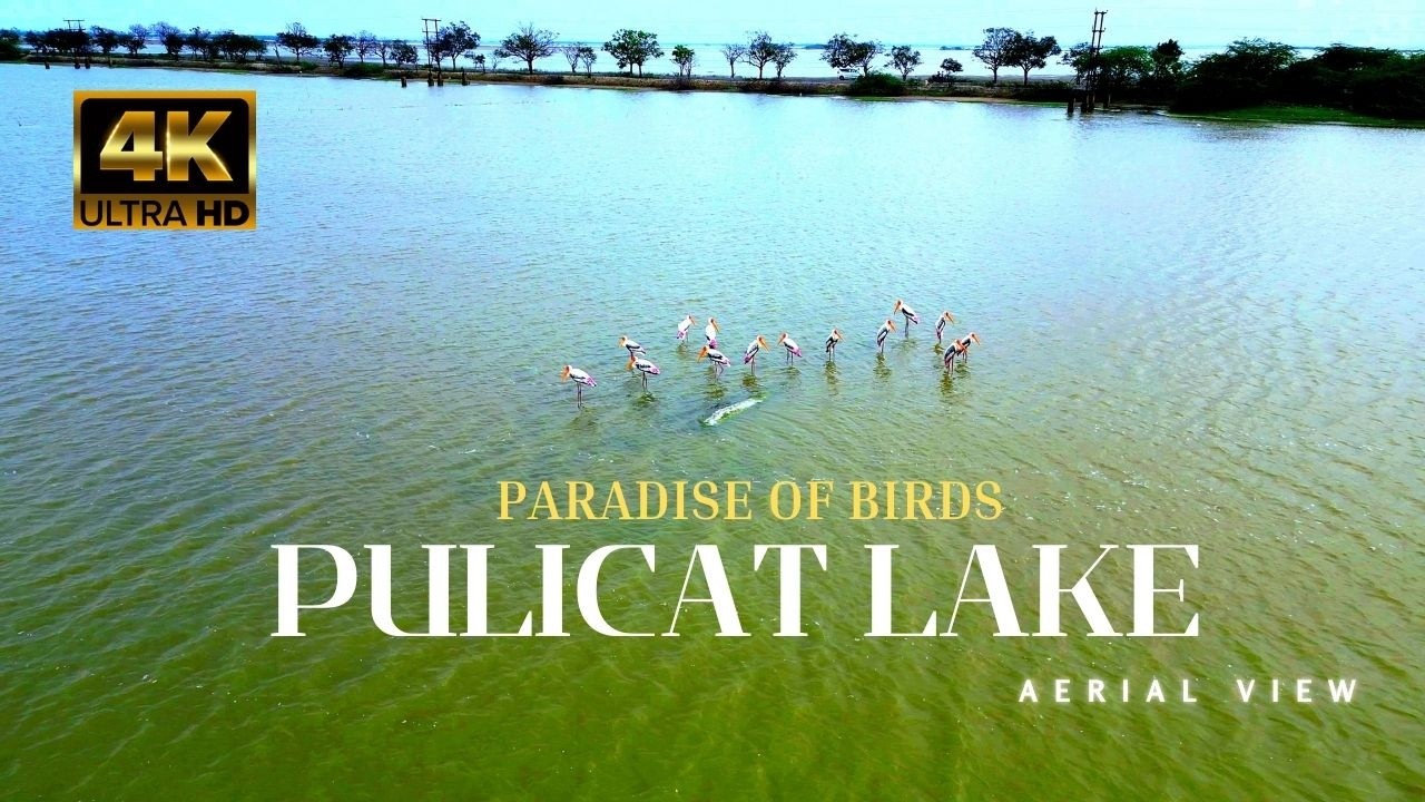 Pulicat Lake | 4K Aerial View | A Paradise of Birds