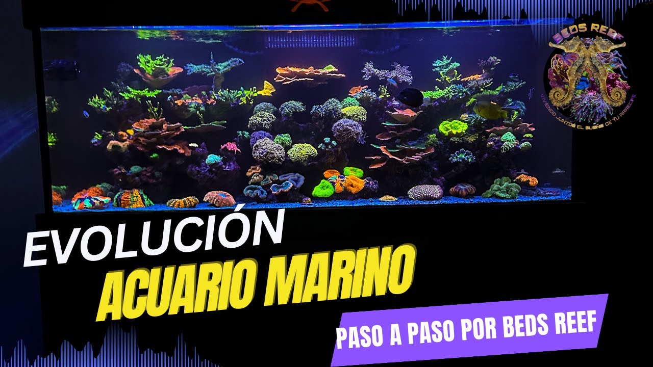 Un pedacito de arrecife en casa