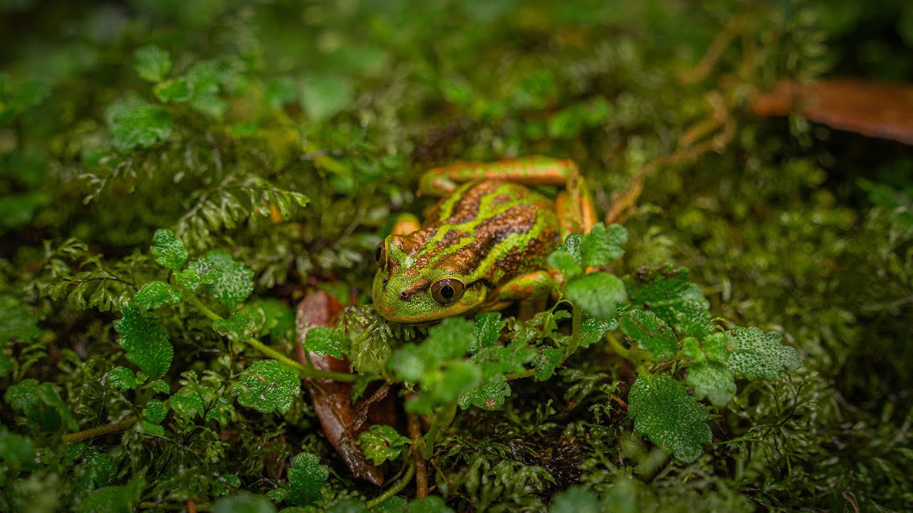Chilean Patagonia&rsquo;s Amphibians: A Year of Exploration 🐸