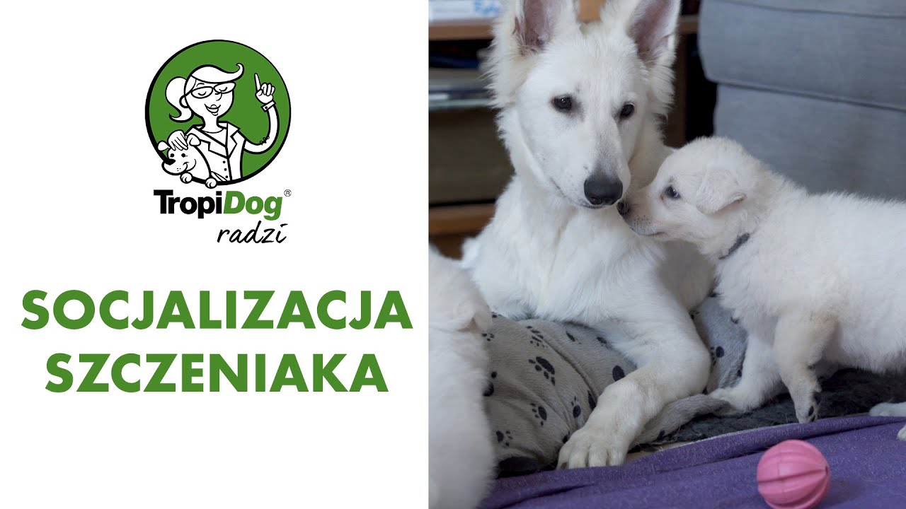 Tropidog radzi #07 - 5-tygodniowe szczeniaki