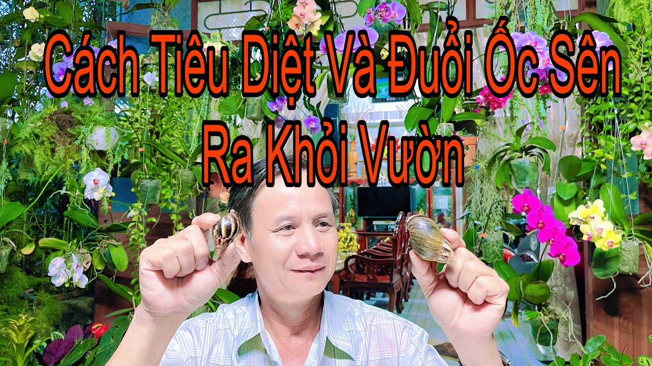 6 Cách Tiêu Diệt Và Đuổi Ốc Sên Ra Khỏi Vườn Rất Hiệu Quả Ít Tốn Kém 