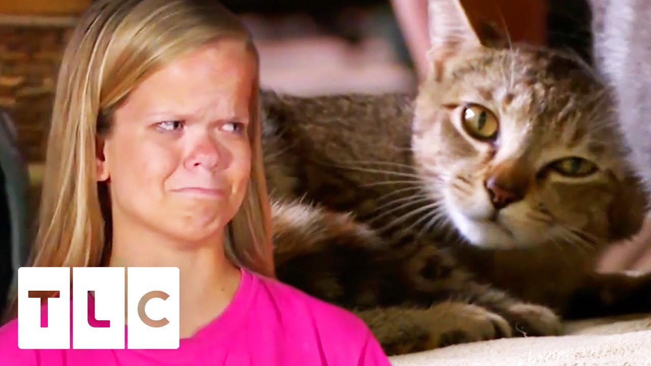 The Girls Rush Their Pet Cat River To The Animal Hospital | 7 Little Johnstons