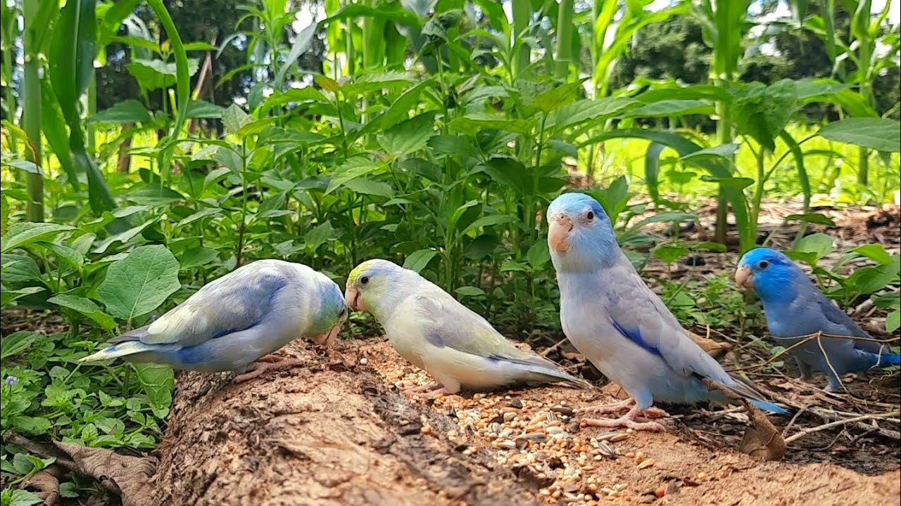 nature sounds parrot in the forest forpus birds relaxing Nature Sound