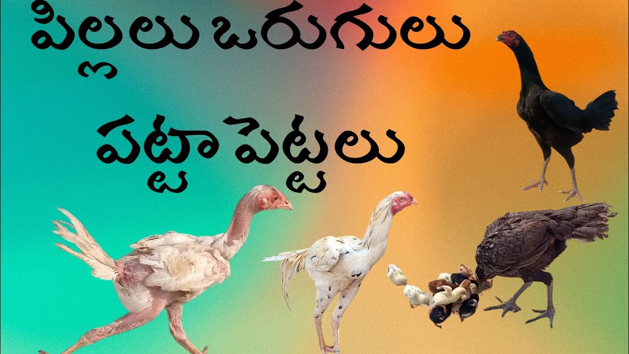 పిల్లలు ఒరుగులు 99894 44991