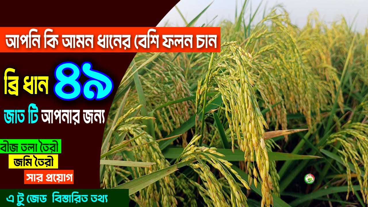 আপনি কি আমন ধানের ফলন বাড়াতে চান? ব্রি ধান ৪৯ জাত টি আপনার জন্য। বীজতলা তৈরী থেকে চারা রোপন পর্যন্ত