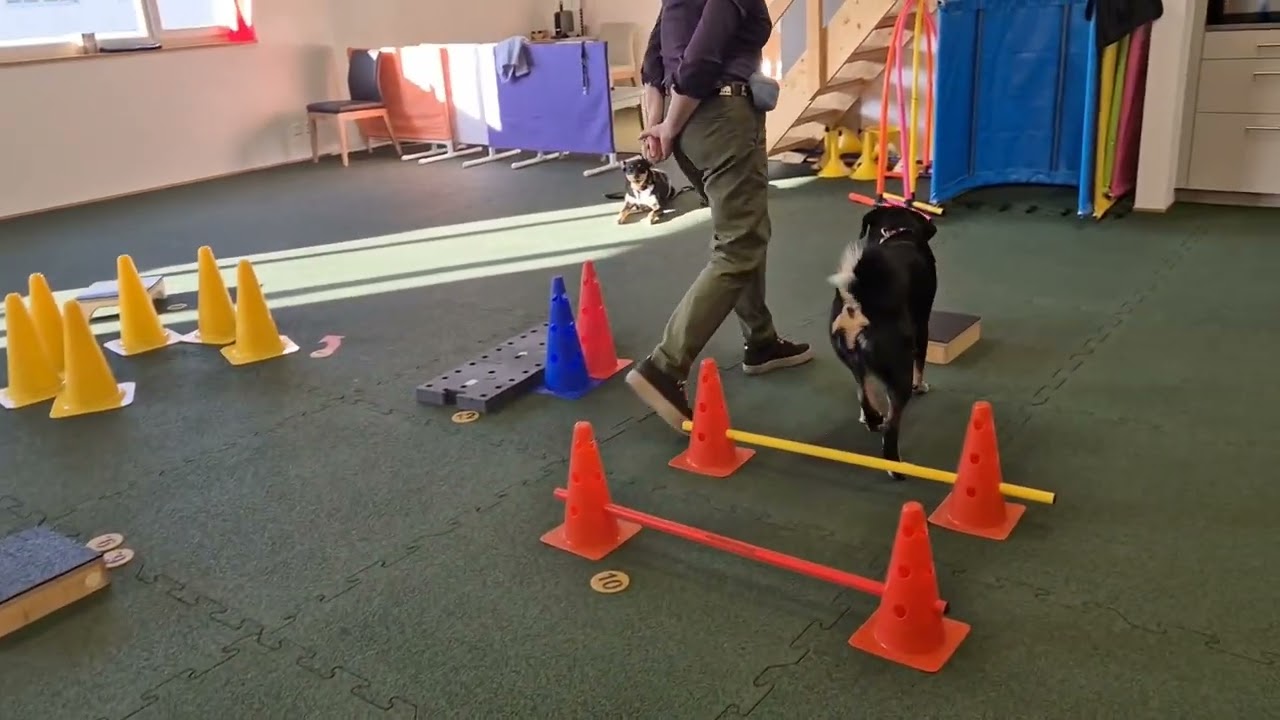 Fitness Loops mit Mäx, Appenzeller Sennenhund