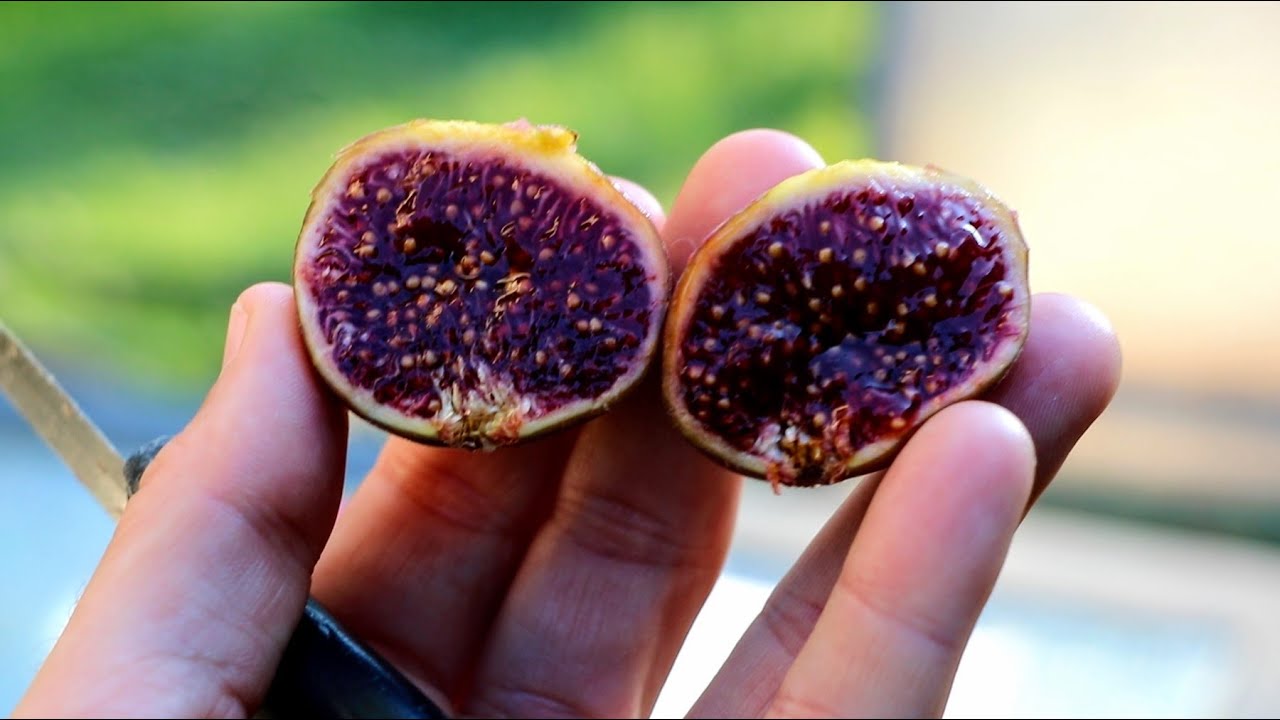Tasting WILD SEEDLINGS FROM CALIFORNIA | TheFigHunter's Amazing Caprified Figs