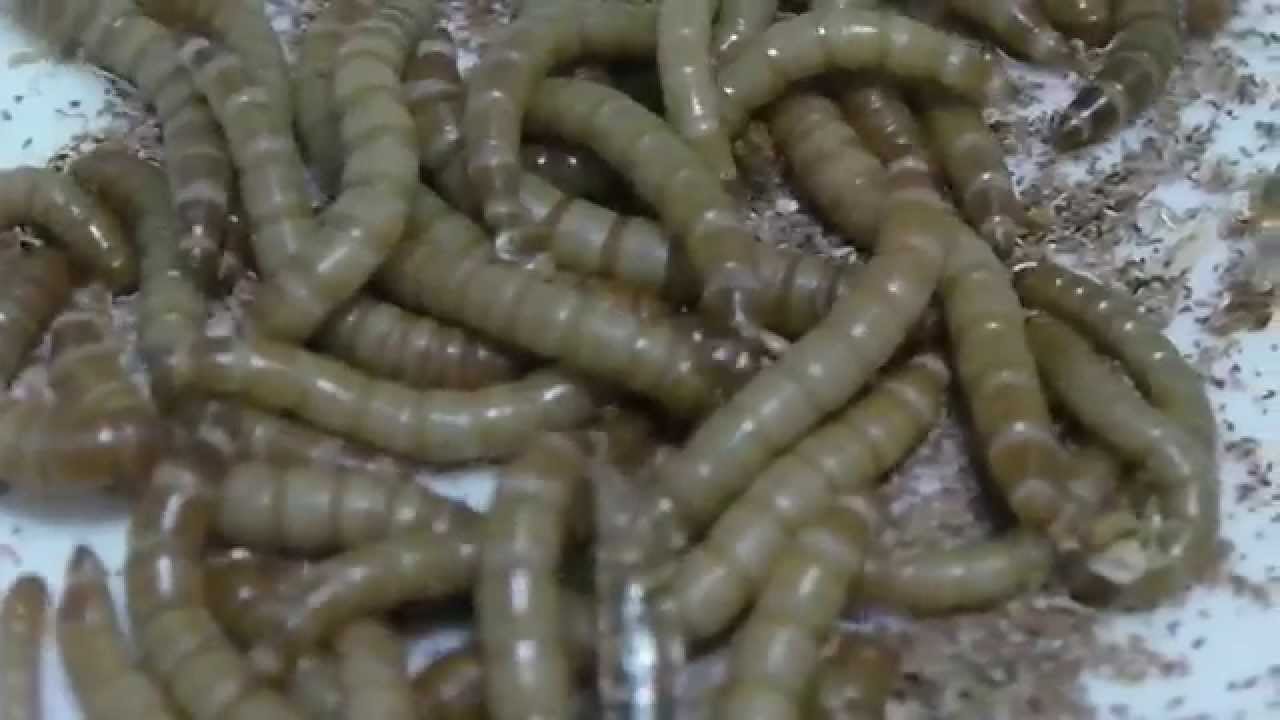 Lifecycle Of The Mealworm Beetle