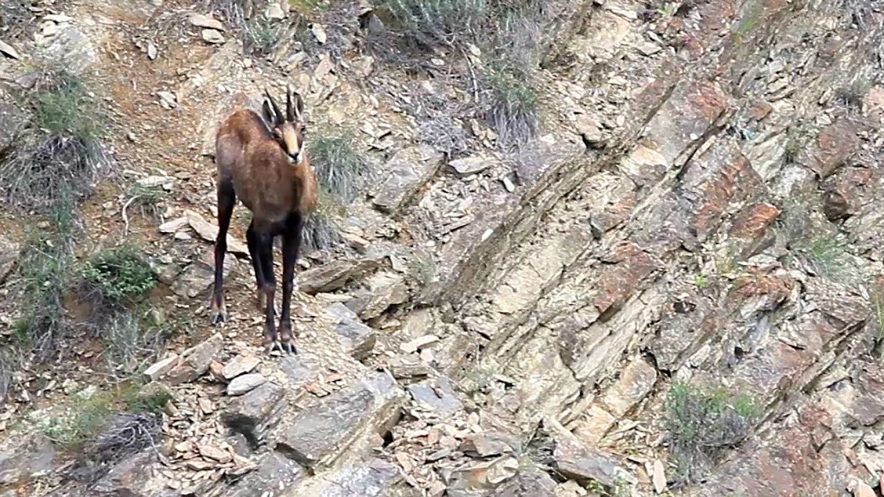 Chamois suspicieux...
