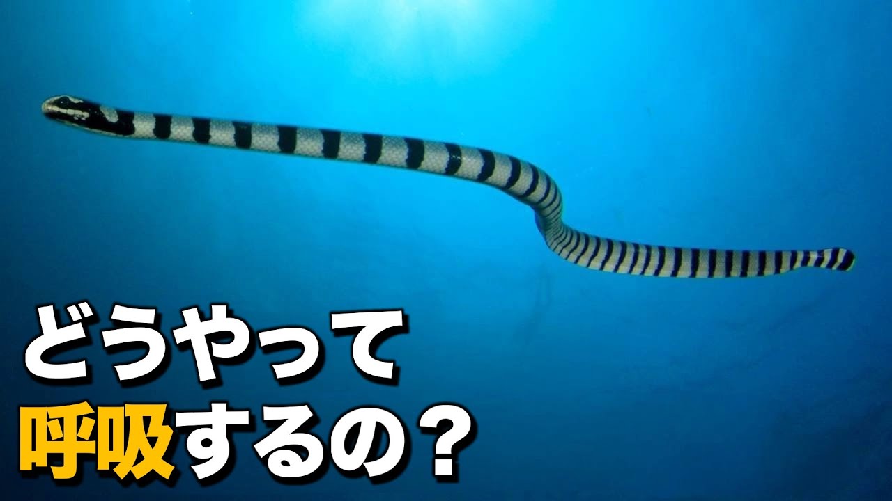ウミヘビに関する5つの奇妙な特徴！ (ft.ウミヘビの進化と生態)