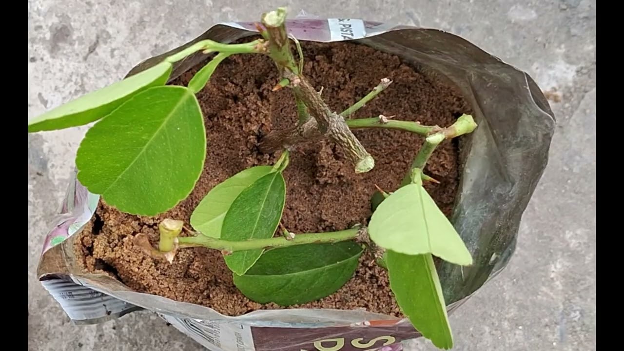 नींबू की कटिंग लगाने का सबसे आसान तरीका।#yt#lemon#rooftopterrace#gardening#like @swaadkirasoi1