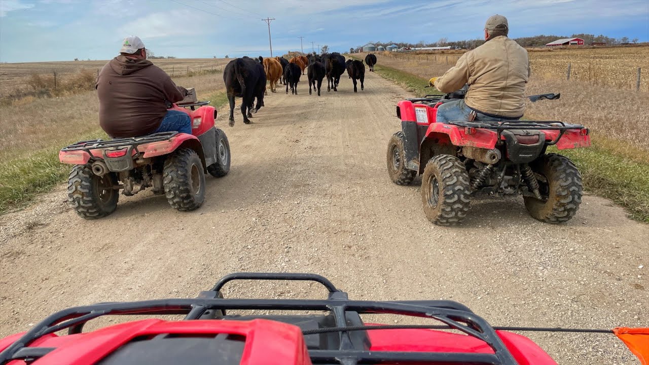 Cattle Drive