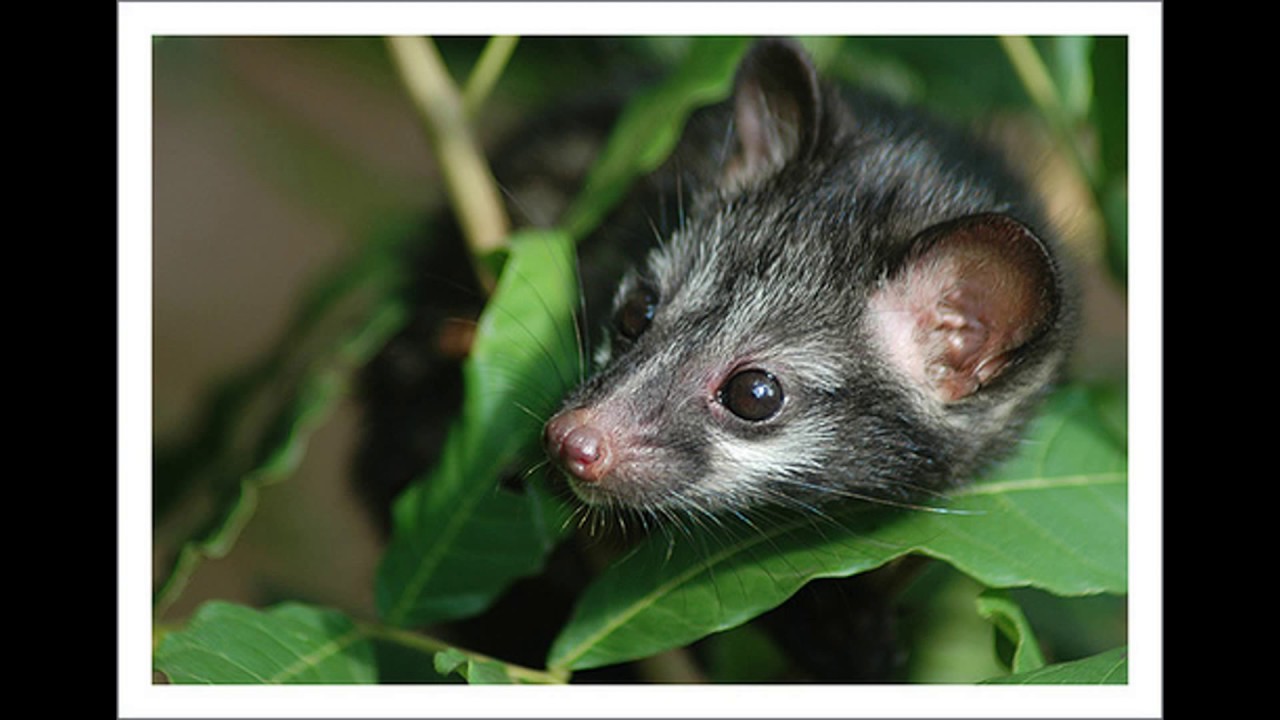 My Favourite Coffee - Doi Chaang Wild Thai Civet Coffee