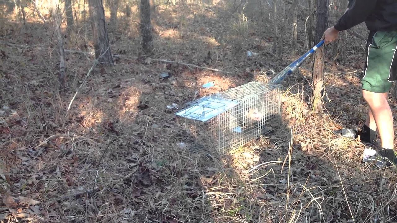 Possum caught in live trap. (Release)