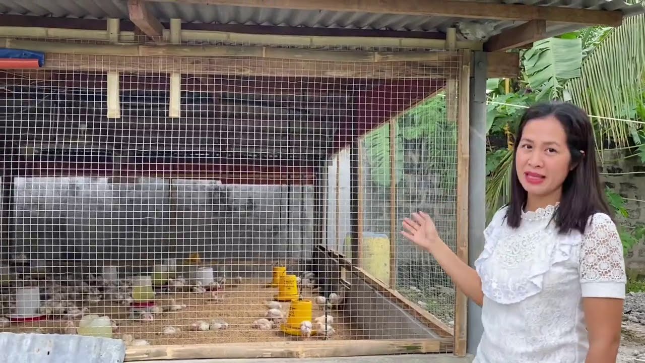 Backyard broiler poultry farm  (MANUKANG walang amoy Converted Piggery set up)