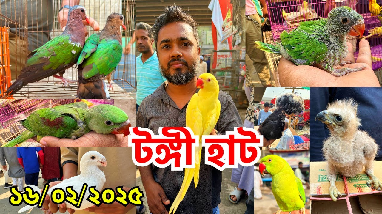 বাজ পাখি, টিয়া, মদনা, চন্দনার বাচ্চা ও সবুজ/হরিয়াল/রাজ/তিলা ঘুঘু নিয়ে বসেছে হাট | টঙ্গী হাট #757