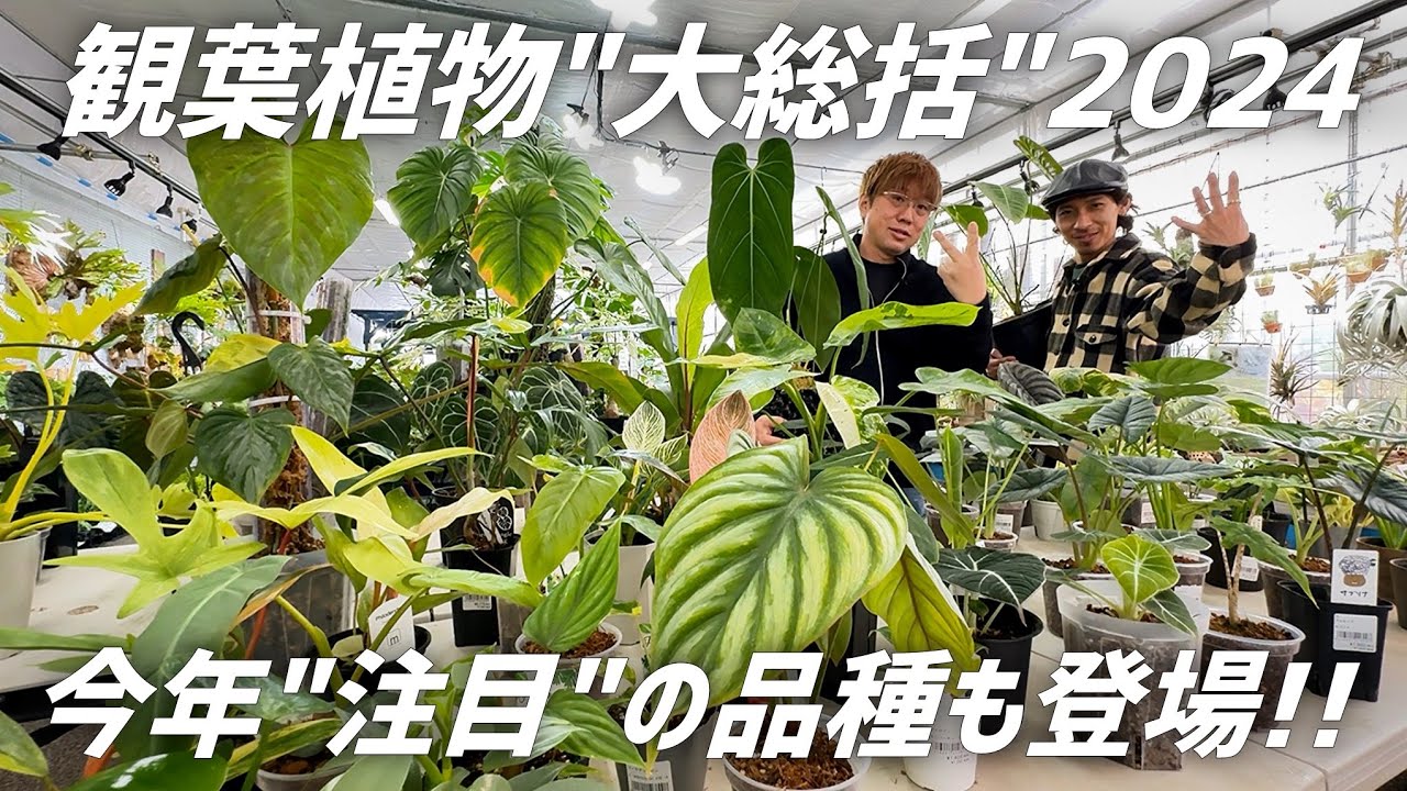 【観葉植物】2024年よく売れた品種や2025年注目の品種をご紹介します!!【アロイド総括編】