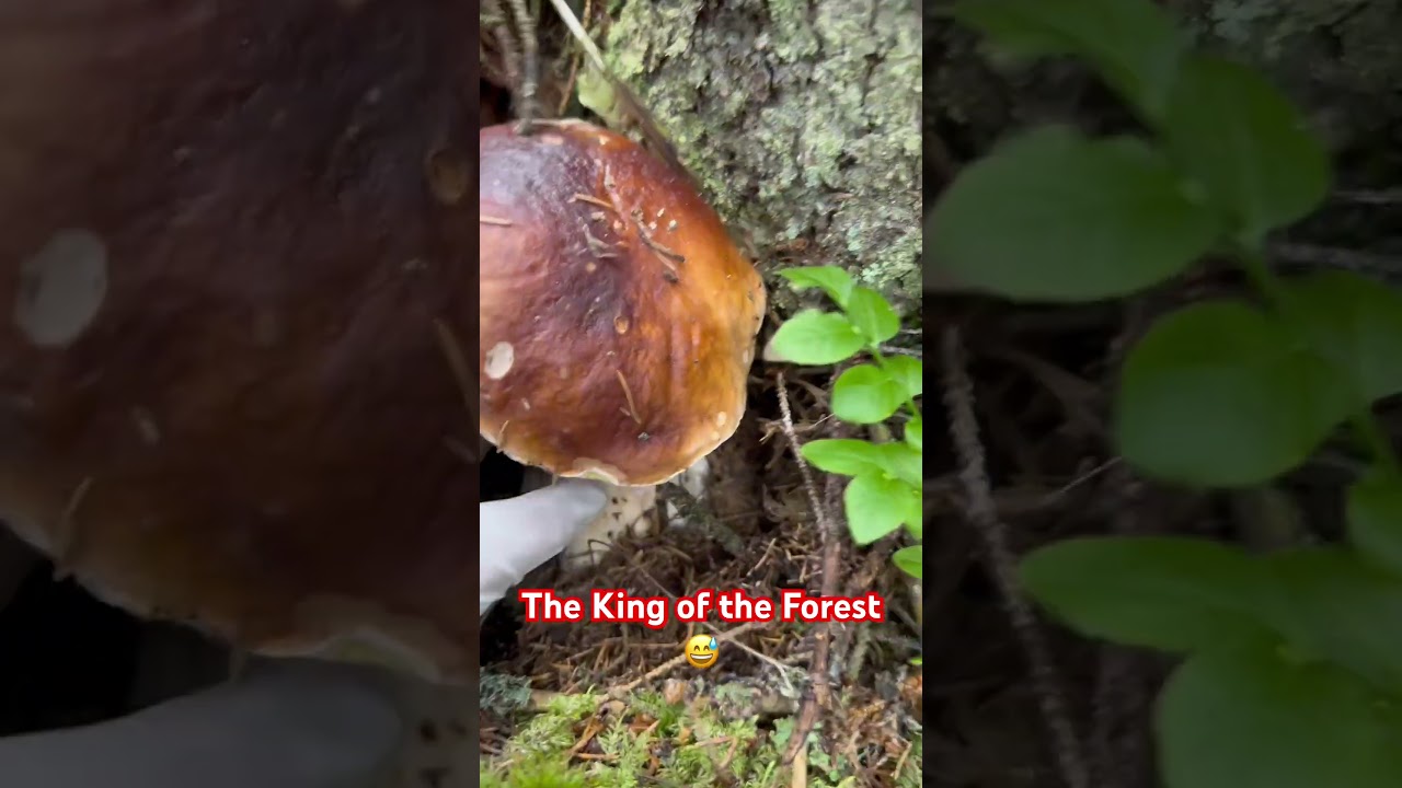 Steinsopp #steinsopp #fypyoutube #fypシ゚viral #forest