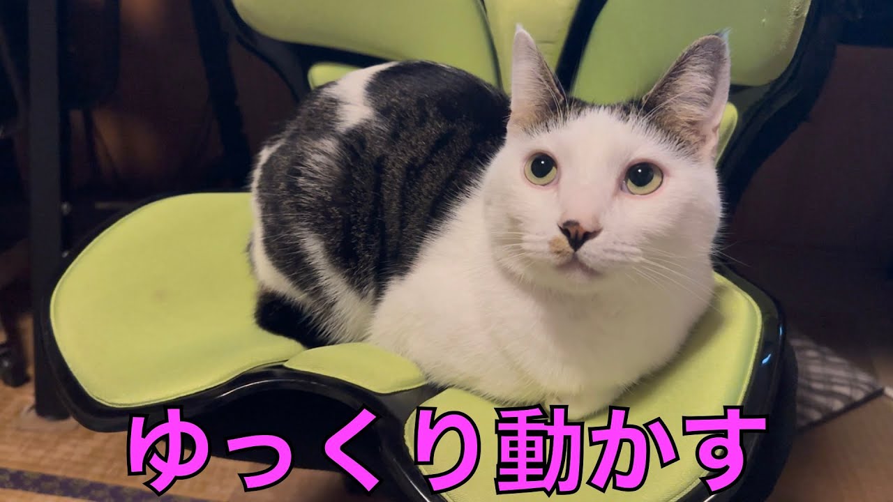 保護猫ナターシャの502日目：首の体操