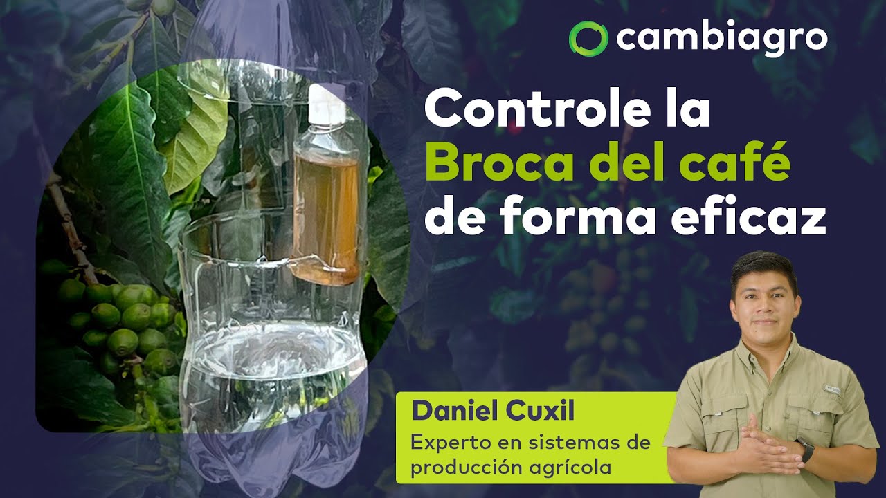 ¿Cómo hacer trampas contra la broca del café?