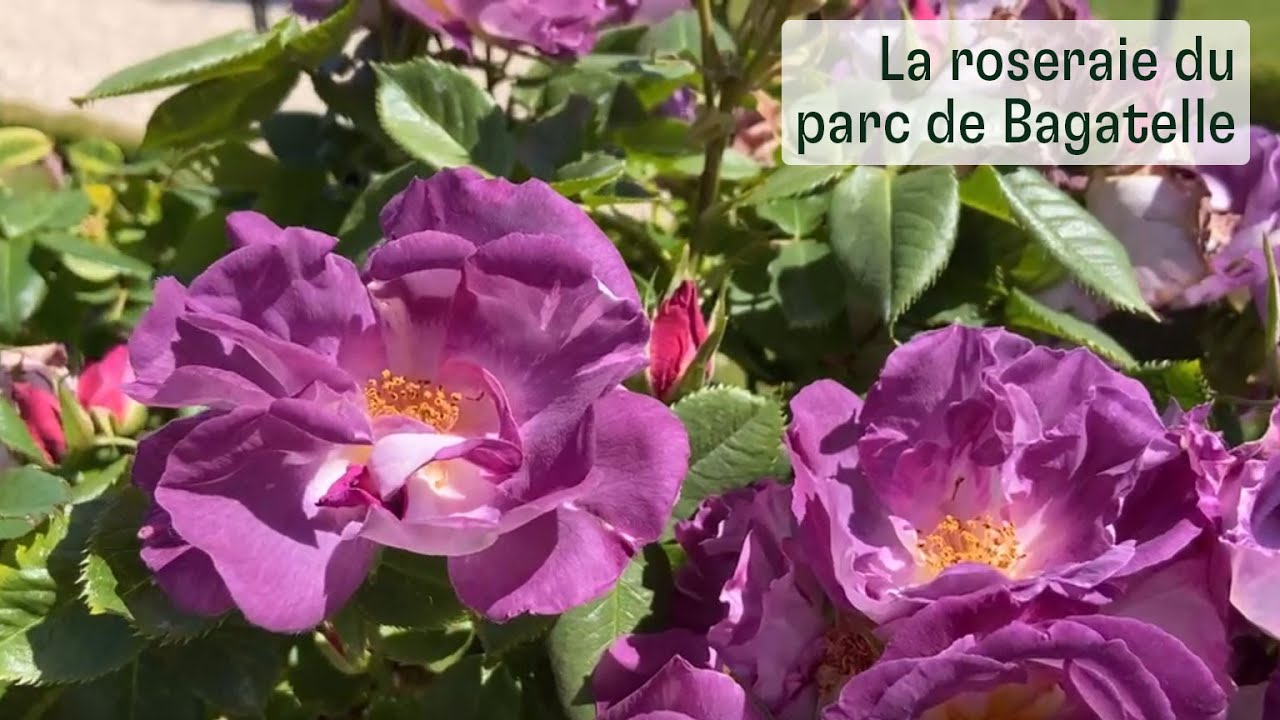 La roseraie du parc de Bagatelle