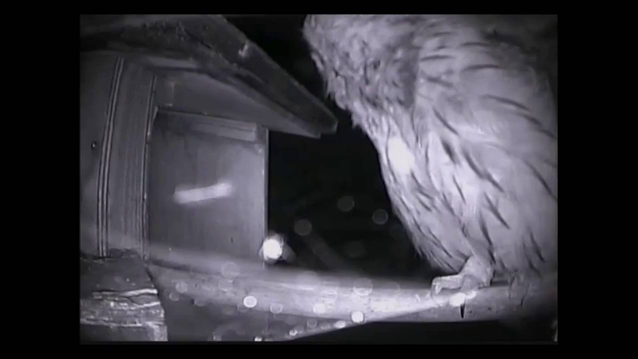 Various call sounds made by tawny owls