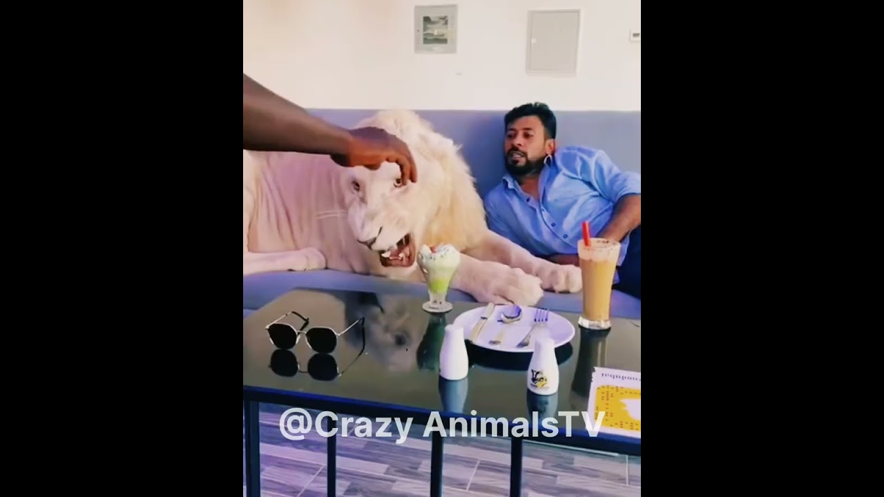 Royal King Lion Of Dubai 🔥🦁🔥#dubai #lion #shorts #viralshorts #king #animal 🦁🥰😀