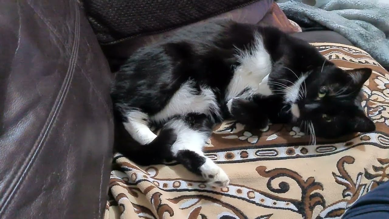Kitty begs for attention