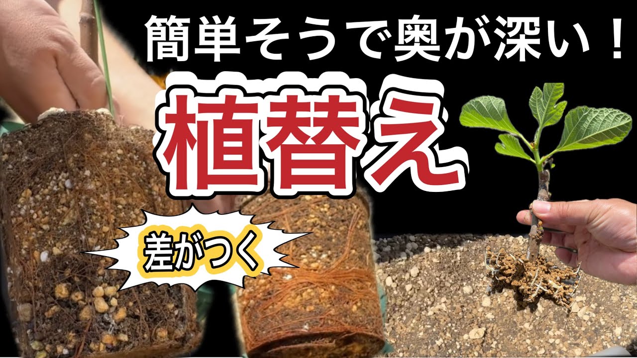 【失敗ゼロの植え替え】イチジクの根を観察。鉢選び・土の配合・植え替えのポイントを徹底解説！