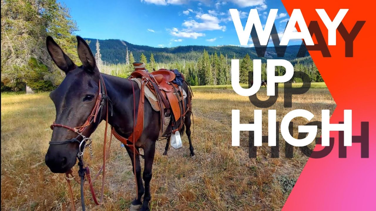 Summer Snow & High Country Mules & Horses | Short Alpine Adventure