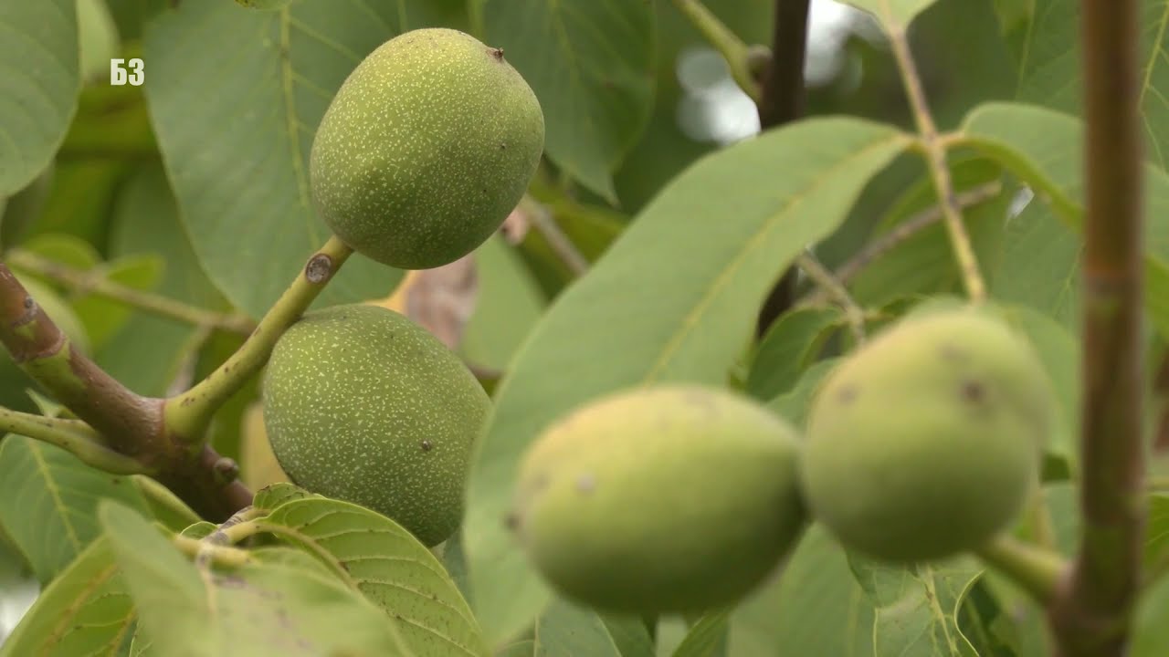 ORAH - najveći EKSPERIMENT u SRBIJI  - na 10 ha orašar - SORTE - UKOPANO NAVODNAJVANJE