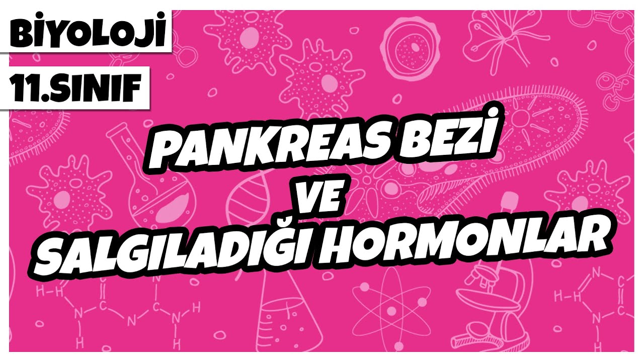 11. Sınıf Biyoloji - Pankreas Bezi ve Salgıladığı Hormonlar | 2022
