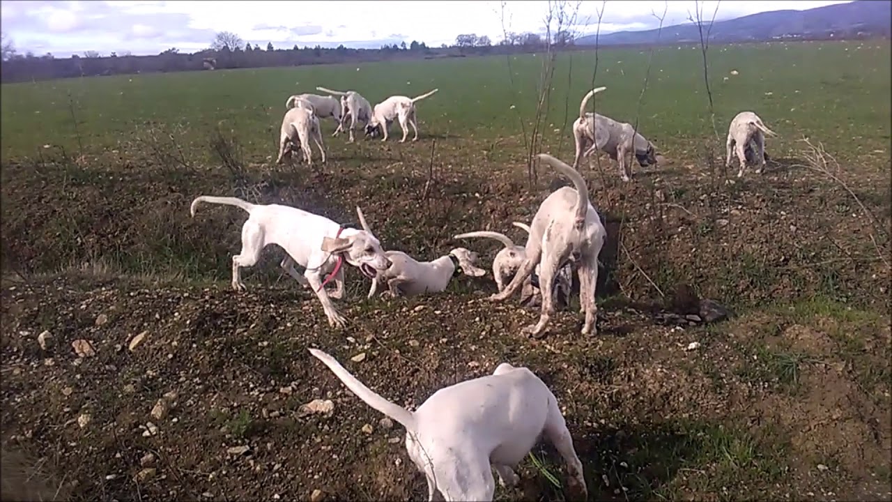 Super chasse des Hurleurs du Minervois avec un beau lancer !!!