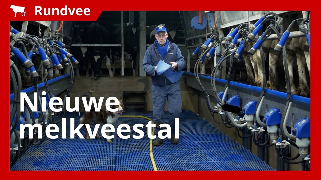 Nieuwe melkveestal met ergonomische vloer