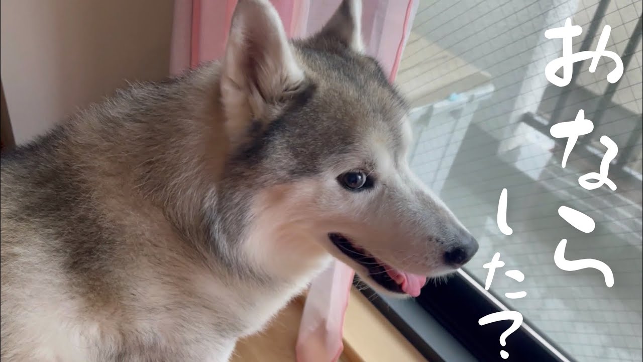 落雷の轟音をオナラの音か何かだと思っているに違いないシベリアンハスキー