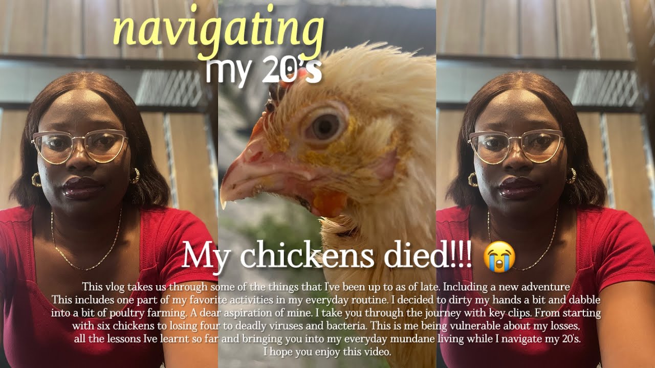 Vlog - My Christmas Chickens Died… Here’s What Really Happened