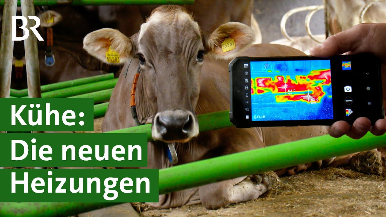 Nachhaltige Energiegewinnung: Kühe heizen mit ihrer Wärme Bauernhof | Unser Land | BR