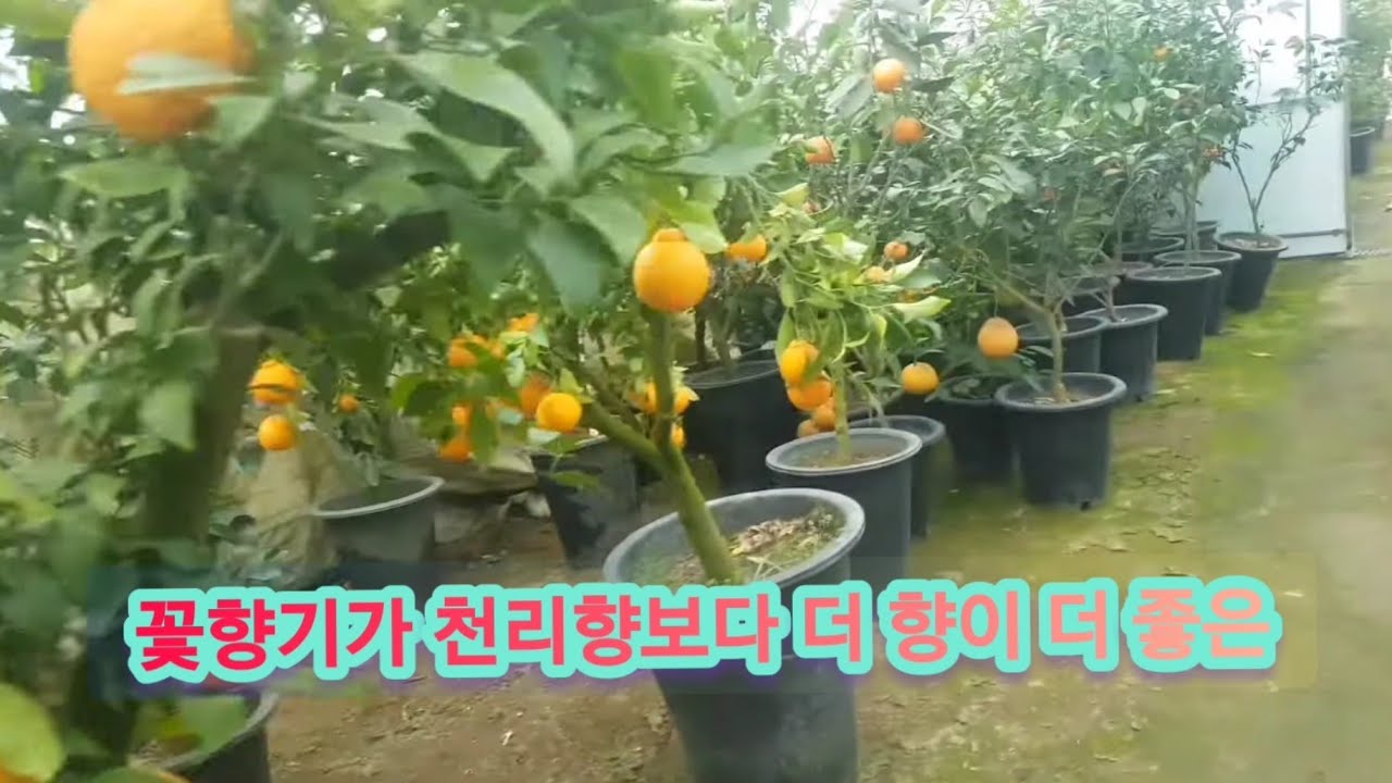 집 베란다에서 작은 화분으로 귤 나무, 레몬 나무, 키우려면 이렇게 하세요!!
