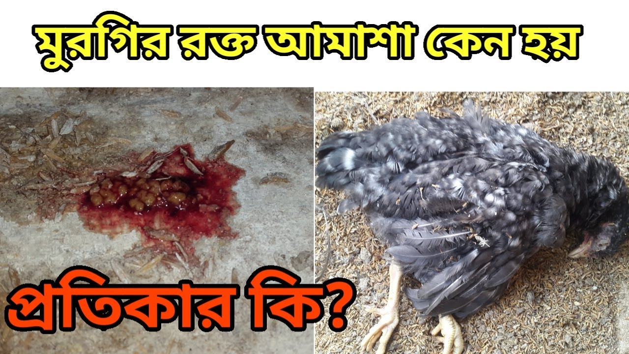 মুরগির রক্ত পায়খানা হওয়ার কারণ ও প্রতিকার l রক্ত আমাশয় কেন হয়?Treatment of Coccidiosis l
