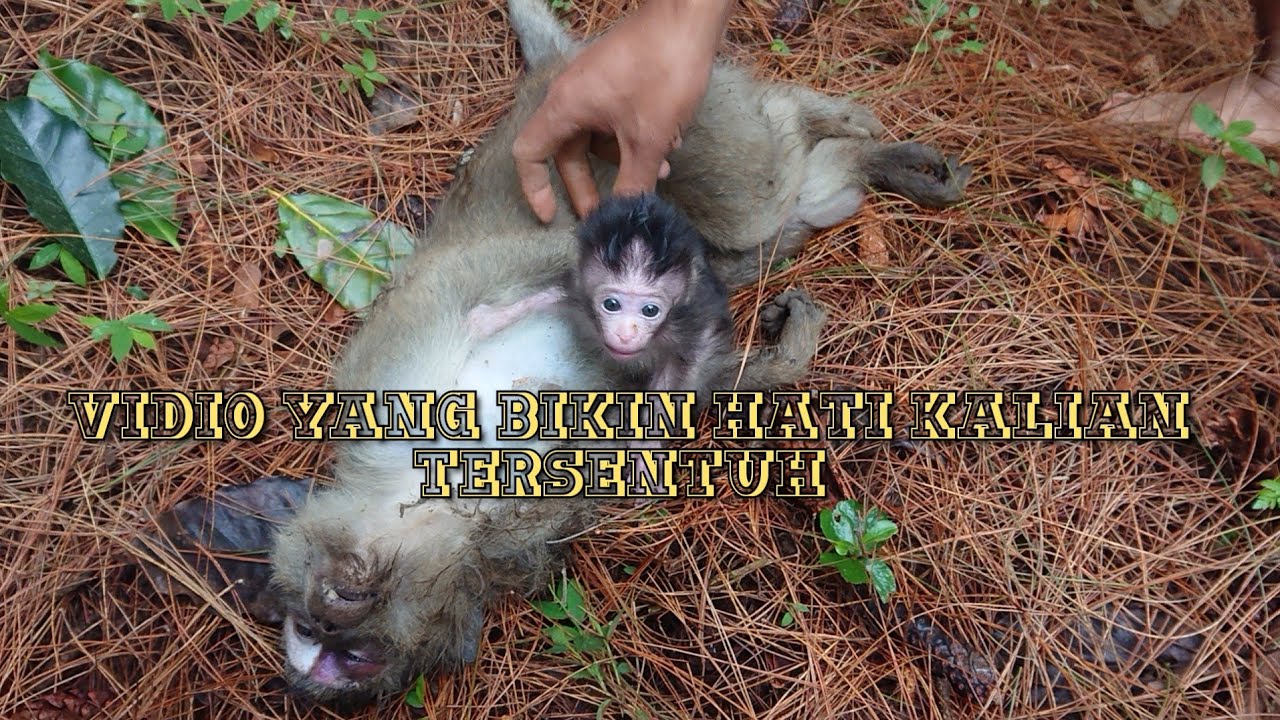 menemukan anak monyet di hutan