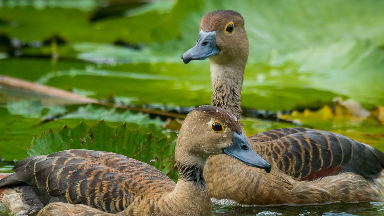 Whistling duck