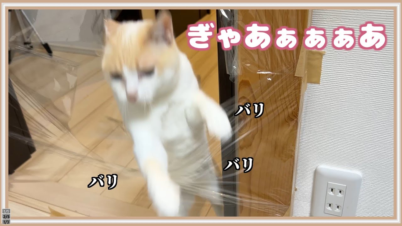 【驚愕】サランラップの壁に遭遇した猫の悲劇