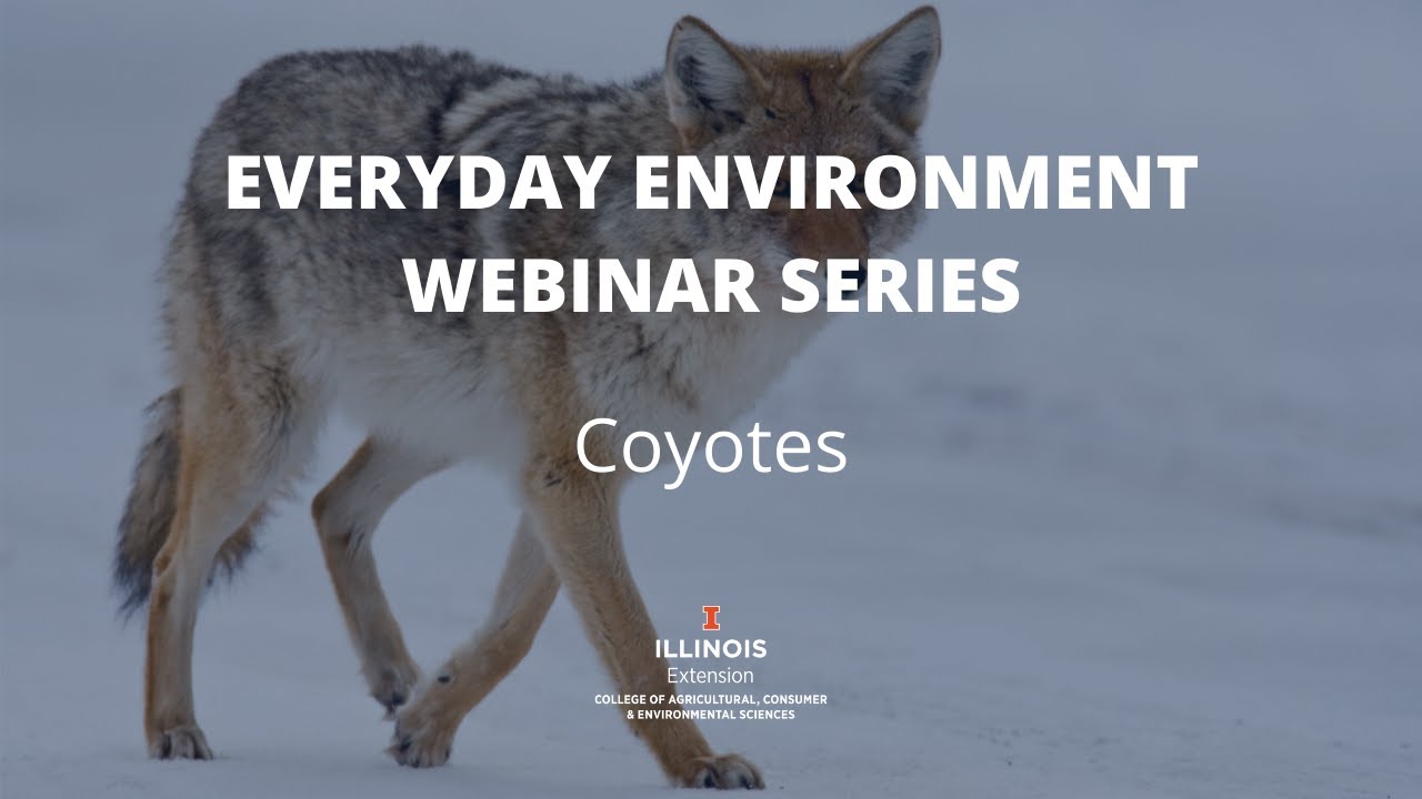 Coyotes in Illinois, Everyday Environment