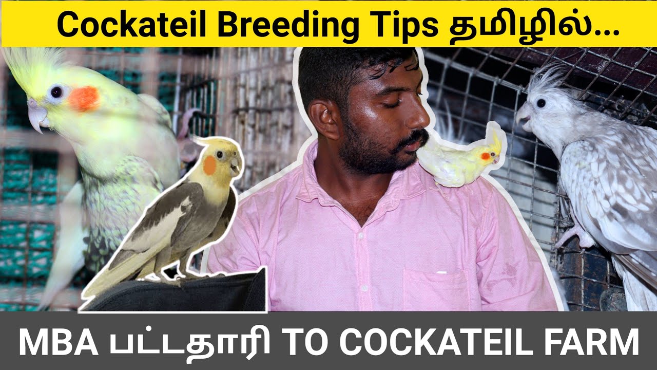 Cockatiel Bird Breeding Tips in Tamil | Cockatiel Farm | MBA TO COCKATIEL FARM | Cockatiel Birds
