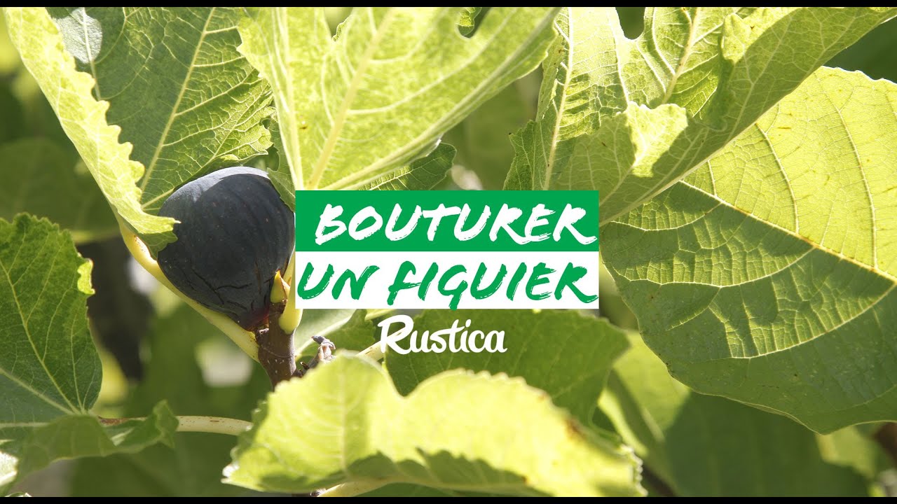 Comment bouturer un figuier