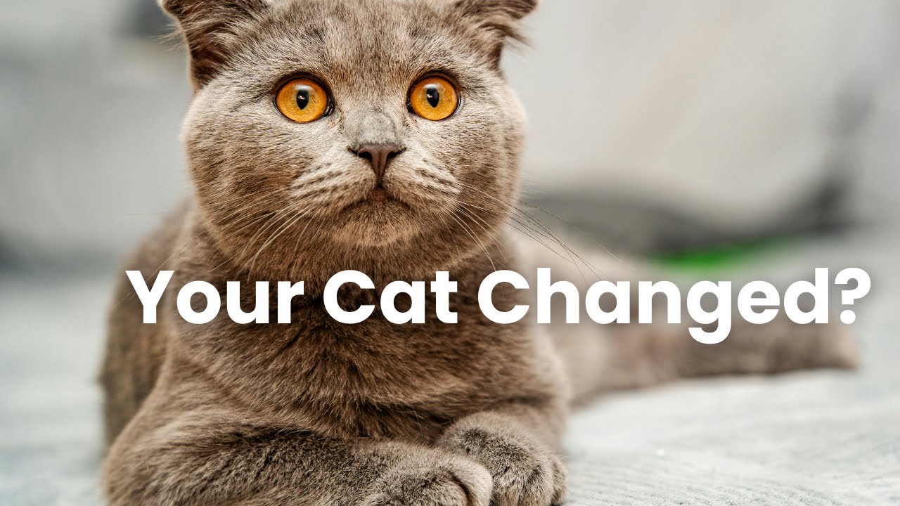 Why Your Cat Suddenly Acts Different (Don’t Ignore This)