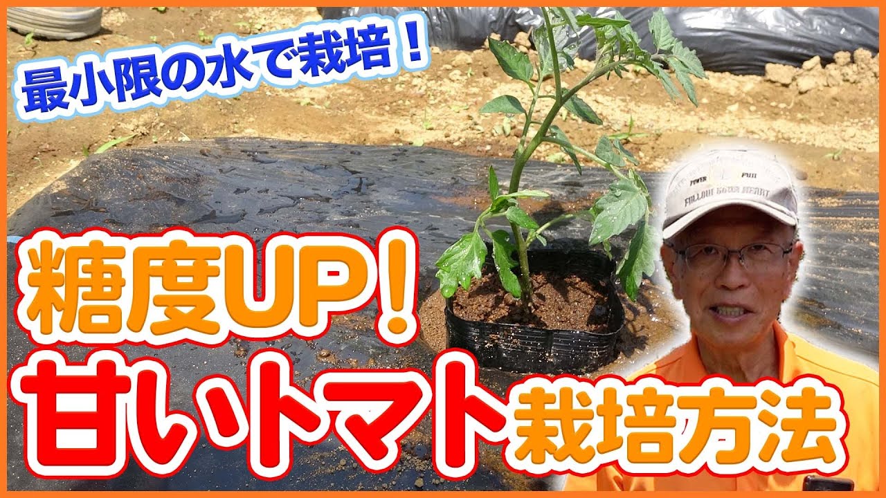 糖度UP！家庭菜園や農園で甘いトマトの栽培方法！水を減らして糖度UPの裏技ご紹介！【農園ライフ】/ How to grow sweet tomatoes with less water.