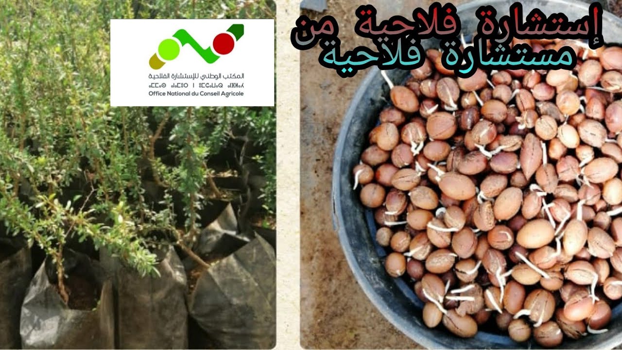 موضوع: طرق تكثير شجر الأرݣان، من طرف المستشارة الفلاحية: مريم أݣرام ☘