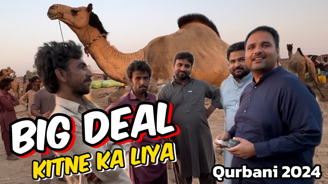 Big deal camel 🐪 | soda Kitne Ka final Hua ? | camel Mandi Lahore | mandi Mein mall Ana Shoro